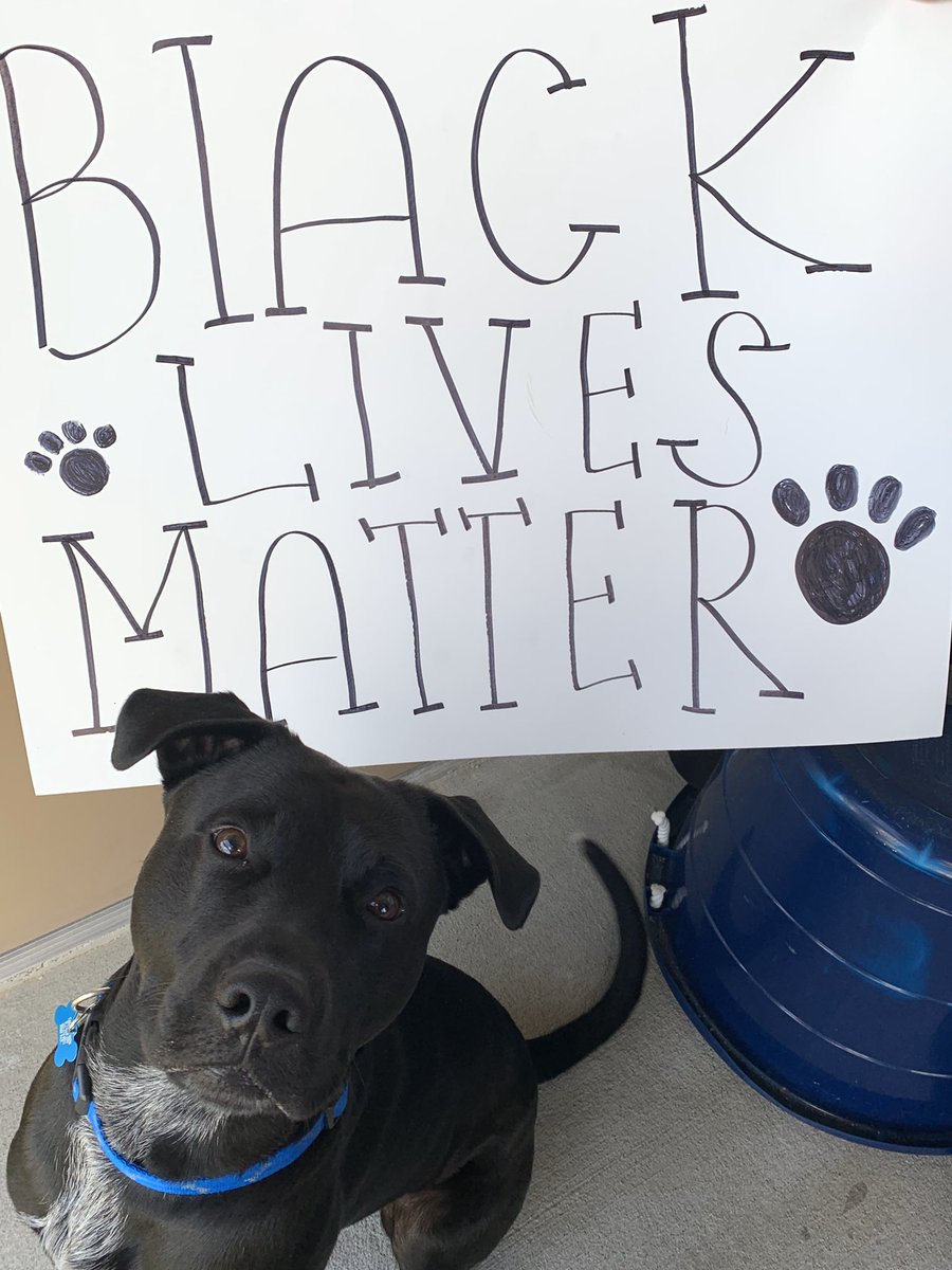 thread of very good dogs protesting for justice