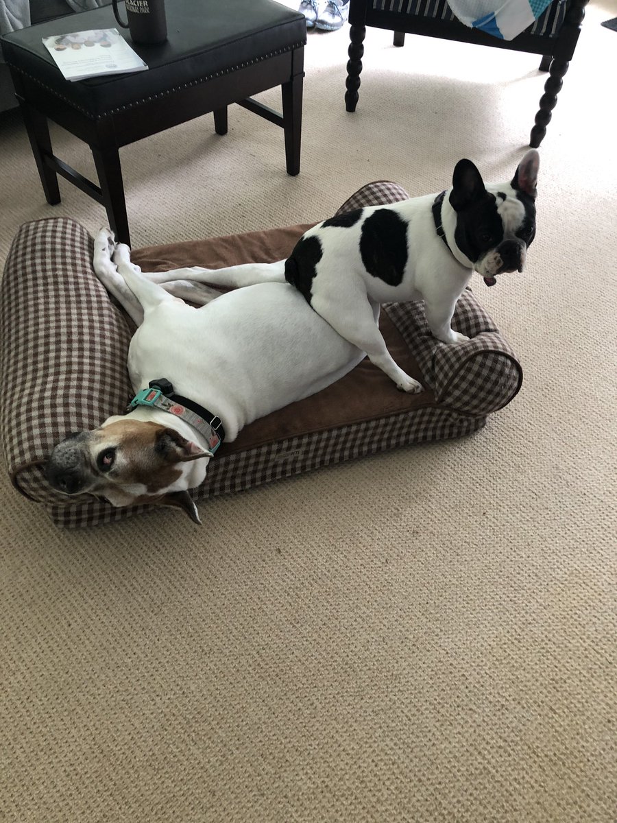 roxiefrenchie1's tweet photo. Momma said I need to stop acting like I’m a WWE fighter #WWE #SmackDownLIVE #UFC #dogs #DogLover #Roxie #LilyTheBoxer https://t.co/w6mdDcZfEj