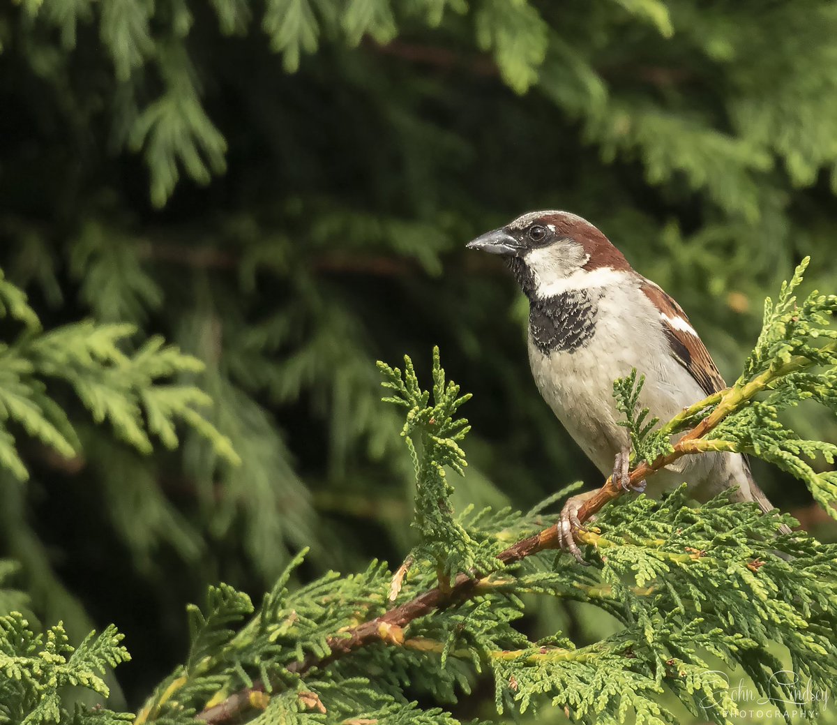 John Lindsey Nature/Wildlife Photography (@jlphotos83) on Twitter photo Loved watching the house sparrow using out feeders this evening. #TwitterNatureCommunity #twitternature #wildlife #housesparrow <a href="/WildlifeMag/">BBC Wildlife</a> <a href="/BBCCountryfile/">BBC Countryfile</a> <a href="/BBCEarth/">BBC Earth</a> <a href="/BBCSpringwatch/">BBC Springwatch</a> <a href="/Natures_Voice/">RSPB</a> <a href="/RSPBbirders/">RSPB Birders</a> <a href="/RSPBEngland/">RSPB England</a> <a href="/RSPBEngland/">RSPB England</a> <a href="/BBCCountryfile/">BBC Countryfile</a> @OwenPhotogrqphy Loved watching the house sparrow using out feeders this evening. #TwitterNatureCommunity #twitternature #wildlife #housesparrow <a href="/WildlifeMag/">BBC Wildlife</a> <a href="/BBCCountryfile/">BBC Countryfile</a> <a href="/BBCEarth/">BBC Earth</a> <a href="/BBCSpringwatch/">BBC Springwatch</a> <a href="/Natures_Voice/">RSPB</a> <a href="/RSPBbirders/">RSPB Birders</a> <a href="/RSPBEngland/">RSPB England</a> <a href="/RSPBEngland/">RSPB England</a> <a href="/BBCCountryfile/">BBC Countryfile</a> @OwenPhotogrqphy