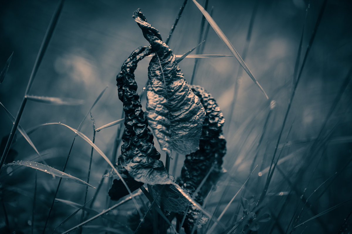 quhl5's tweet photo. Wie ein Kunstwerk, abends  im Wald. / Like a work of art, in the forest at night.#fotografie #photography #natur #nature #naturelovers #NaturePhotography #NaturalBeauty #outdoorphotography #mystic #PhotographyIsArt #sepia #darkcolours #minimalism #stormhour https://t.co/m0EQMzw3Ek