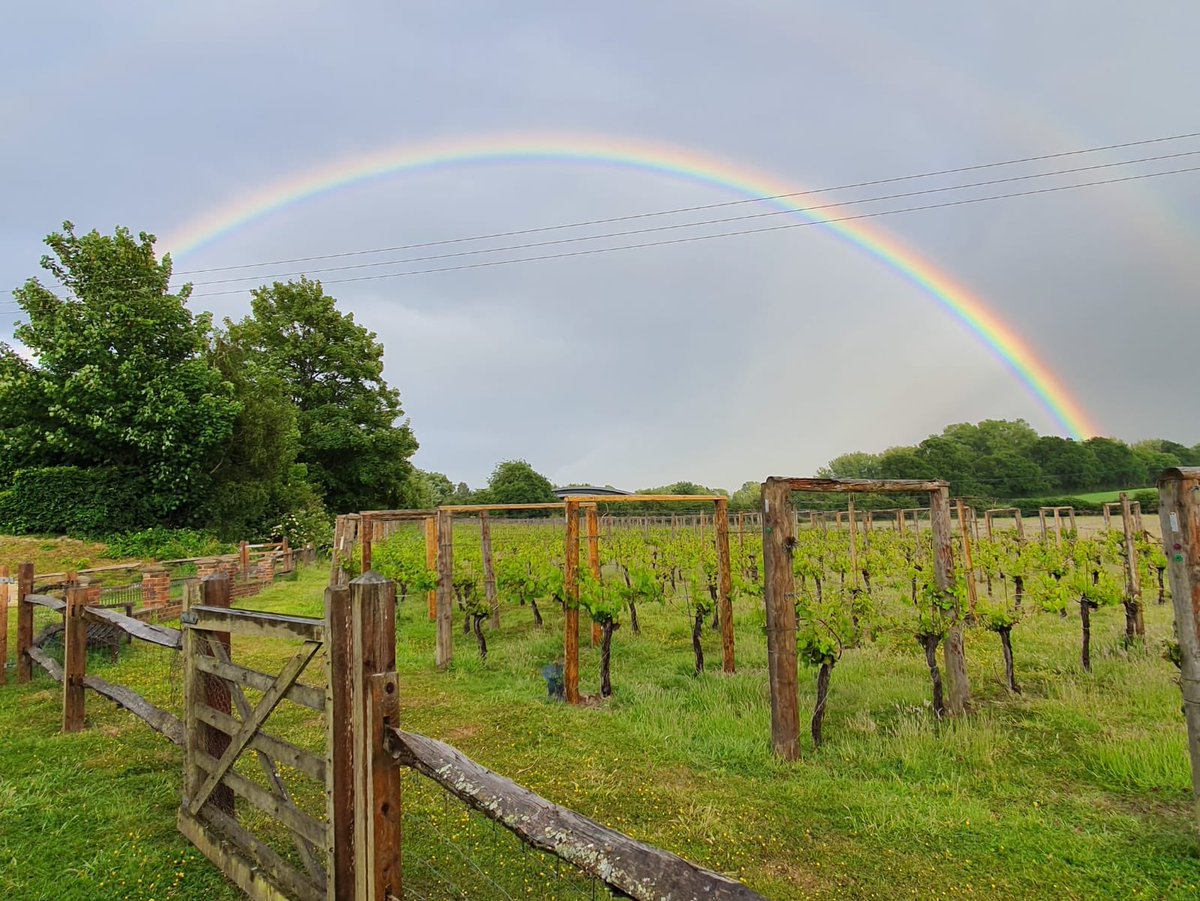 Beautiful optimistic rainbow over the vineyard tonight.
