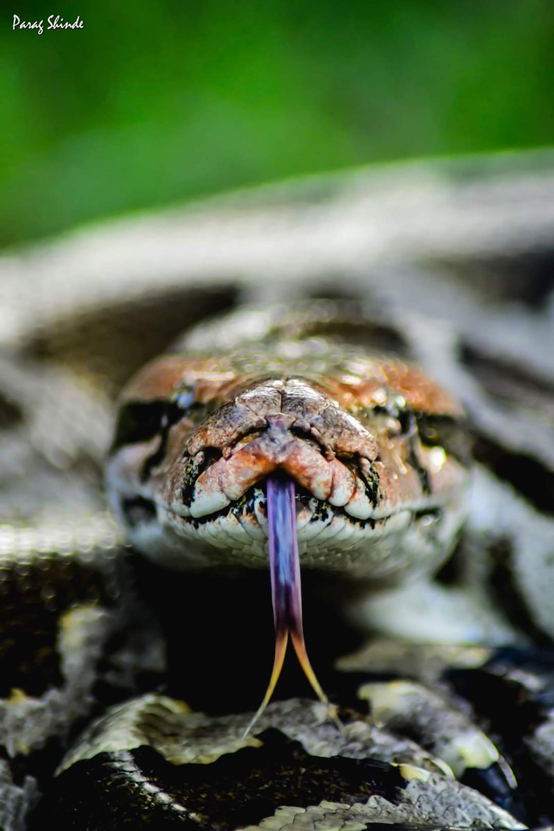 ParagSh57825763's tweet photo. Python molurus 
Indian Rock Python
Nonvenomous 
Pc- Parag Shinde
NIkon - D850
#snake #snakehunter #paragshinde #reptile #pythonmolurus #nonvenomous #rescued #photography #toungflicker #wildlife ##nature #animal https://t.co/aqnjnSCJr5