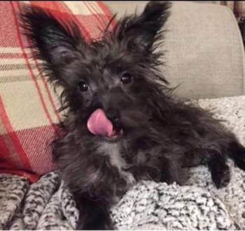 The_Animal_Team's tweet photo. #YorkshireTerrierX #missing since 28/5/20 last seen near #JetGarage #PenistoneRoad #Sheffield #S35 area. Chipped. Only a baby. She will be really scared. https://t.co/h2HwS40utn #dogsoftwitter https://t.co/8q3HjI2AHG