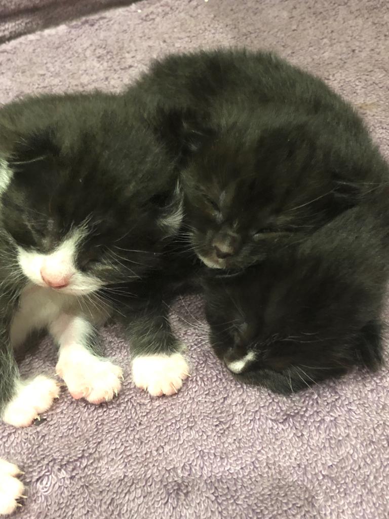 iTempp's tweet photo. One year ago today my cat Sox gave birth to these three. Amber has the two girls and I have Rafael and he's massive. Happy birthday big Raf. https://t.co/4P33nlLwZN