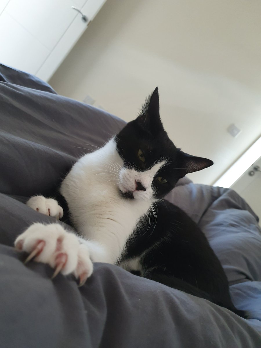 iTempp's tweet photo. One year ago today my cat Sox gave birth to these three. Amber has the two girls and I have Rafael and he's massive. Happy birthday big Raf. https://t.co/4P33nlLwZN