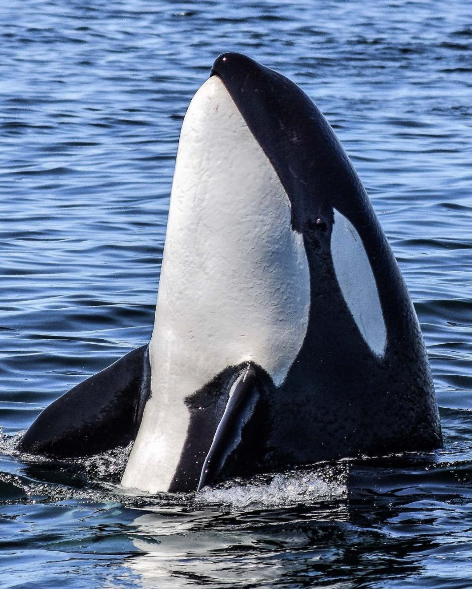 FinsandFluke's tweet photo. Dolphin_Project: Have you ever come face to face with a wild orca? Their intelligence and complexity are some of the many reasons why orcas belong in the natural environments, not in concrete tanks: https://t.co/mzZSv6OS09
Photo by cetuselena
#DolphinPr… https://t.co/Yzu48hpY0s