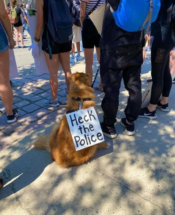 thread of very good dogs protesting for justice