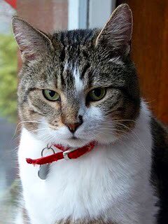 GailMyerscough's tweet photo. I found this photo of Kat when he decided to move in fourteen years ago. That head stole my heart ❤️ #RIPKat https://t.co/slEYlsgaji