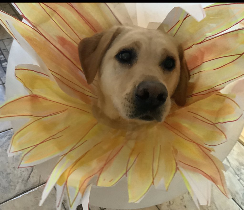 lagancollege's tweet photo. Sunflowers are the symbol of our Hopeful Minds programme at Lagan College. Great range of sunflowers sent in by our students. Even Tessie got involved, as she recovers. #ifred @_Drumragh @Oakgroveinfo https://t.co/fGQJ8zmPy9