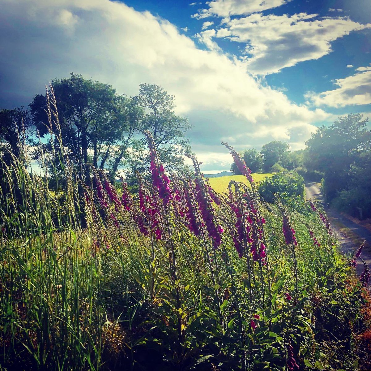 stella43854781's tweet photo. Starting to think about when I can pick up where I left off ๐๐ผ๐ค๐ผ#BreakthroCancer #westcorktodublin #charitywalk #trainingwalks https://t.co/1LPY3npyTR