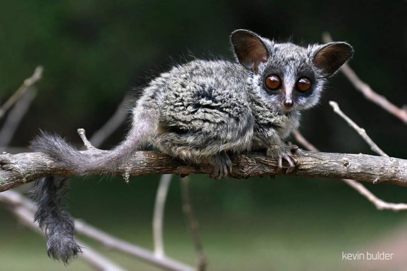 Gray 🏴󠁧󠁢󠁳󠁣󠁴󠁿🇩🇰🇿🇦🇪🇺 🇺🇦 on Twitter: "@gunsnrosesgirl3 We have a primate called a “Nag Apie” (Afrikaans for Night Monkey) in South Africa in English it is called a bush baby. I wonder