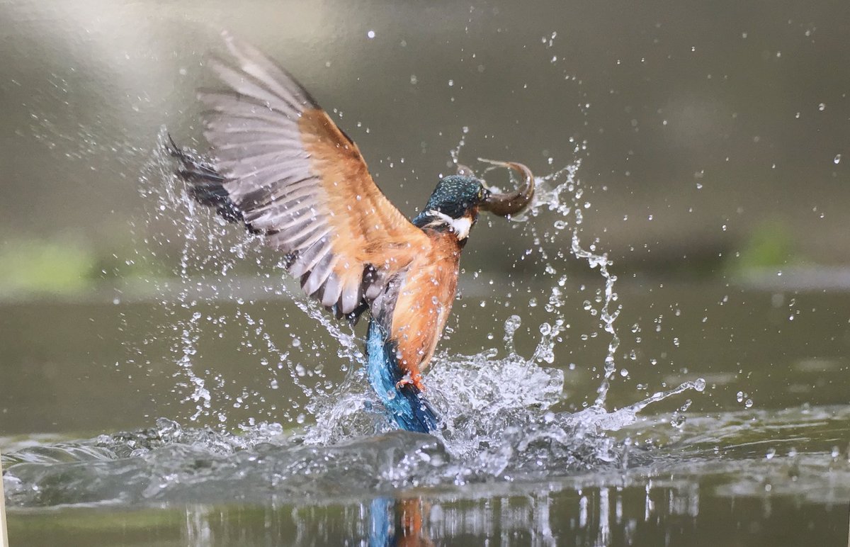 Seizingmoment's tweet photo. Kingfisher #Britishbird #diving #fishcatch #diving #feathercolour https://t.co/3fOxLVWO7R