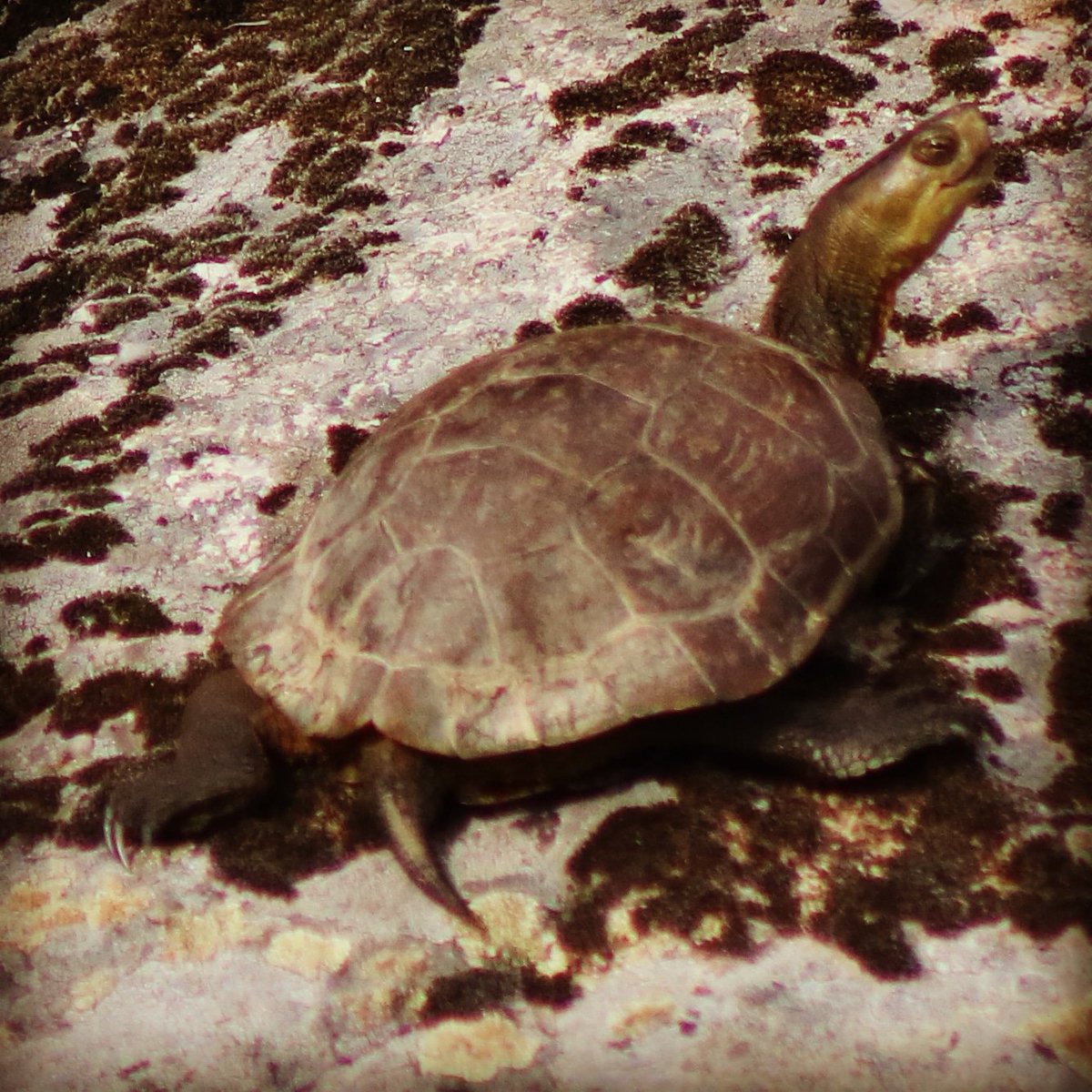 Frankiller23's tweet photo. Disfrutando de una tarde de naturaleza con la familia en el @PN_Cornalvo
#NaturalPortraits #Naturaleza #Tortuga #Galapago #Canon #760D https://t.co/PS8amKXINu