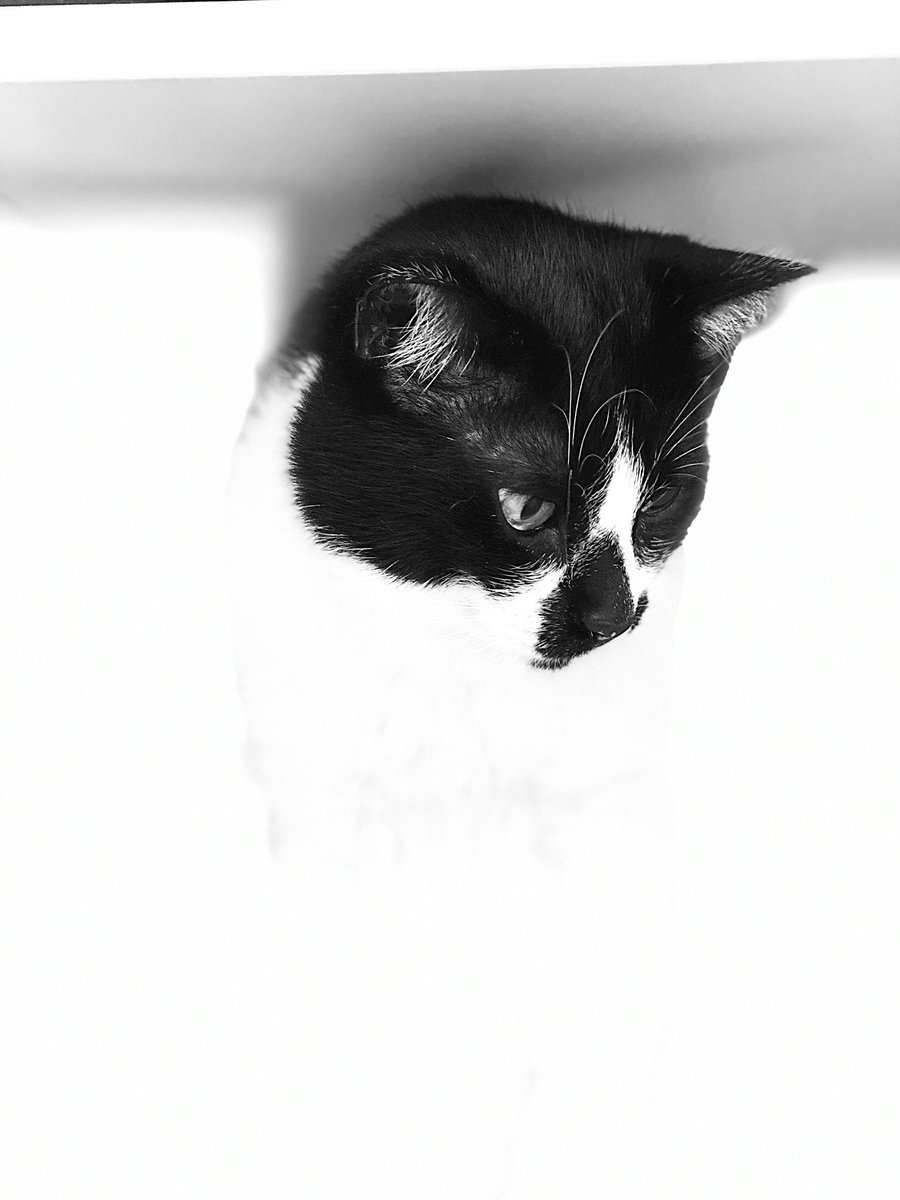 busraakdogan's tweet photo. Elite model look
#atom #atomthecat #adventuresofatom #verybigcat #beautifulcats #modelcat #catsofintagram #catsofhouston https://t.co/uBwcx6Zyub