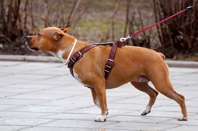 danielaremson's tweet photo. Many dogs owners just choose the collar for their dogs based on their own preferences or wants. 

Do you know if the collar you have on your dog could be harmful to such??

Collars should be picked based on need and character of your dog. 
#Thread #RT to dog owners. https://t.co/kDfSrjzZ70