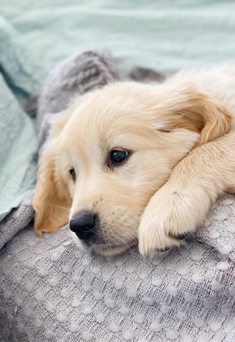 Bettina Schroeder tweet media