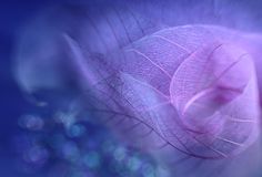 Semra Sevimli tweet media