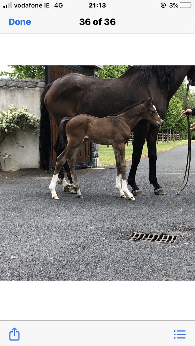 MichealC12's tweet photo. Last foal of the season safely on the ground. A full brother to Chantry House #Evergreenstud #Excitingtimesahead #futurestar @coolmorestud @rpbloodstock https://t.co/Kp4osLTrM7