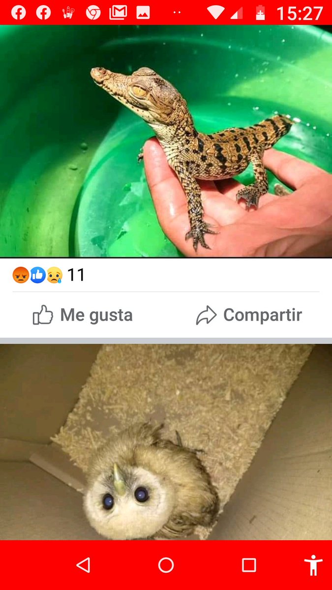Adoptawow's tweet photo. #DENUNCIA  en Morelos un tipo con los datos de las imágenes, tiene a estos animales en venta @PROFEPA_Mx  @SEMARNAT_mx  @SemarnatMorelos 
@LicAnimalista 
@AnneLGR13 https://t.co/lXgzDliEmz
