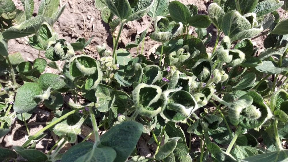 #dicamba ruling update: "It is anticipated that the EPA will seek some type of further review.... Therefore, until such legal process is concluded, the Nebraska Department of Agriculture will continue to allow utilization." buff.ly/2XCfzTK