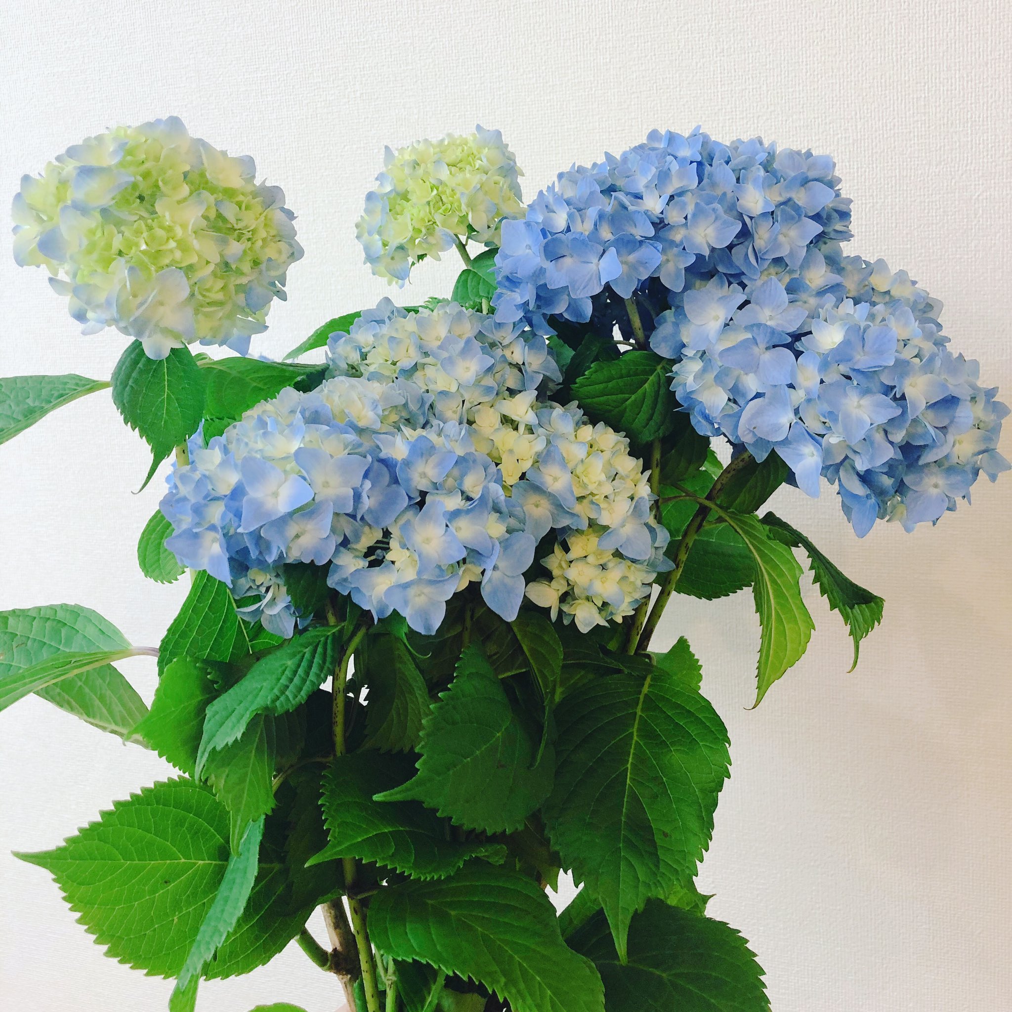 黒沢生花店 A Twitter アジサイ のおまじない ６月の６がつく日に 紫陽花を逆さにして 玄関 部屋またはトイレに 1年間吊るす 商売繁盛 金運アップ 婦人病予防のおまじない です 気になる方はぜひ 尼崎市 立花駅 立花商店街 花屋 黒沢生花店 切り花
