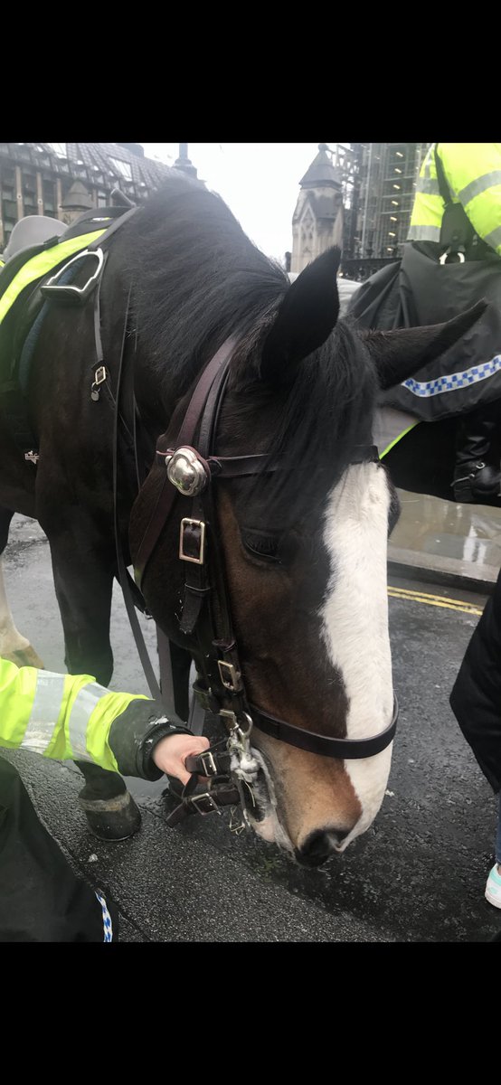 K9Finn's tweet image. Ladies &amp;amp; gentlemen, all the horse are home, watered, fed &amp;amp; in bed❤️
As @SkyNews quite rightly reported, normally dressed officers came under heavy missile attack outside Downing Street. The horses were sent to push that violence away from those officers. They did a great job👍🏼🐾