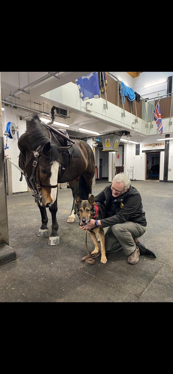 K9Finn's tweet image. Ladies &amp;amp; gentlemen, all the horse are home, watered, fed &amp;amp; in bed❤️
As @SkyNews quite rightly reported, normally dressed officers came under heavy missile attack outside Downing Street. The horses were sent to push that violence away from those officers. They did a great job👍🏼🐾