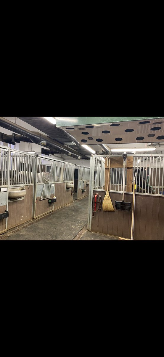 K9Finn's tweet image. Ladies &amp;amp; gentlemen, all the horse are home, watered, fed &amp;amp; in bed❤️
As @SkyNews quite rightly reported, normally dressed officers came under heavy missile attack outside Downing Street. The horses were sent to push that violence away from those officers. They did a great job👍🏼🐾