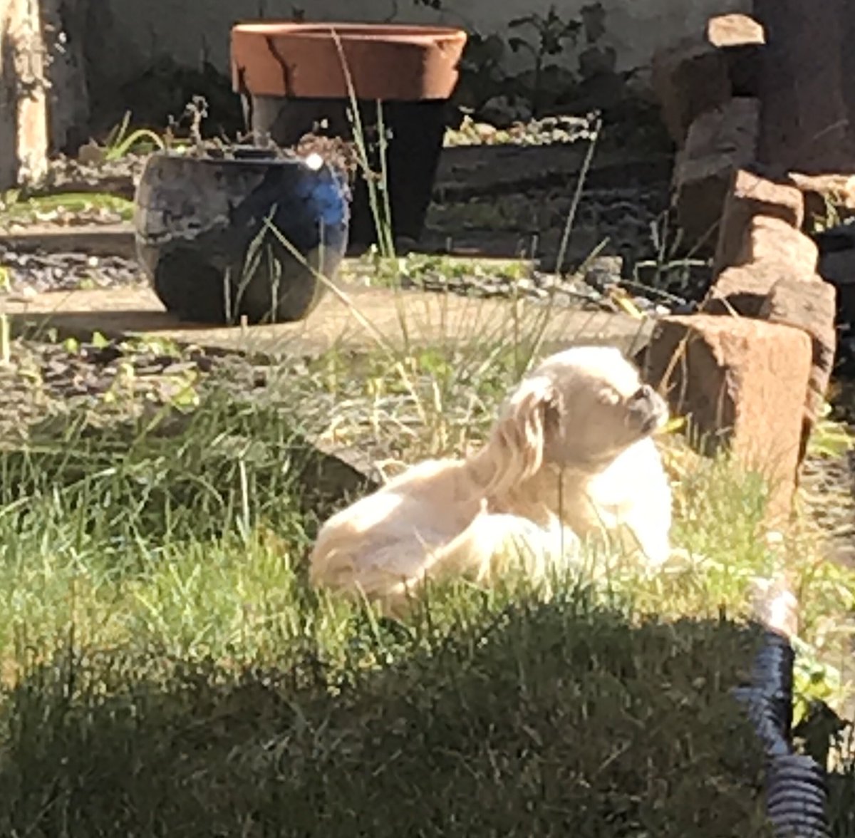 Dog bathing! 🐶💖