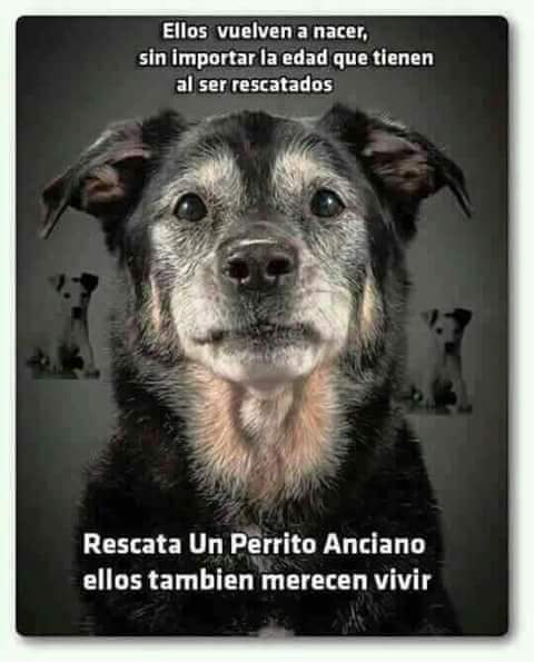 Perroslovers's tweet photo. Lo digo por experiencia, rescate a un perro anciano que toda su vida había sufrido maltrato animal en un criadero y me reconforta verlo feliz siendo parte de mi familia, su nombre es Max 🐶😍 https://t.co/a6ooCjzwZK