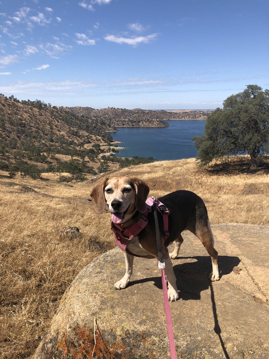 lucymagsisfurs's tweet photo. Took a little trip to our favorite mountain this morning and got to see my hiking furiends Higgins and Roxy, oh and their dhad!!! @HigginsnRoxy1 

#lucyluthebeagle https://t.co/2hzl4ZZ6Se