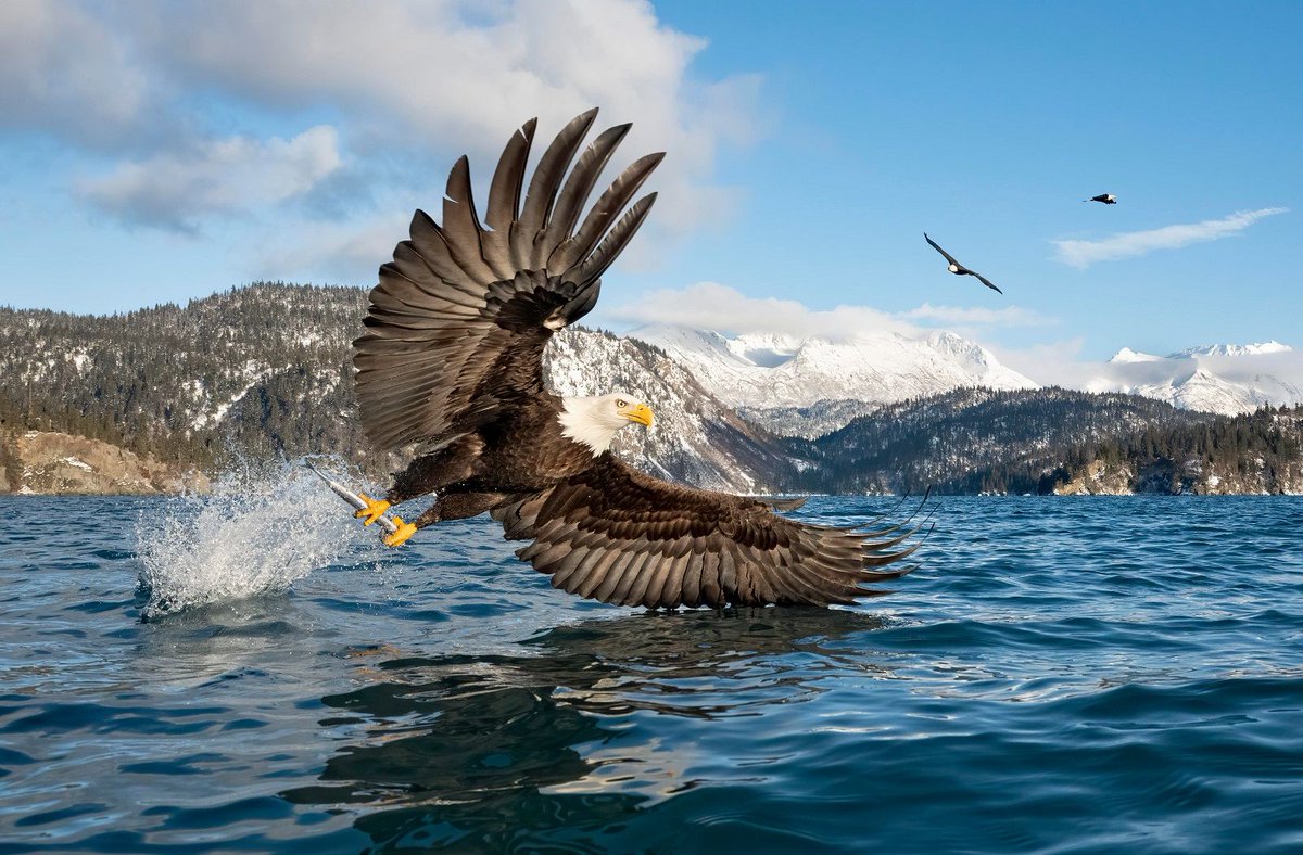CRCiencia's tweet image. Un águila calva (Haliaeetus leucocephalus) en plena pesca en aguas de Alaska, Estados Unidos (Alan Murphy, 2020)