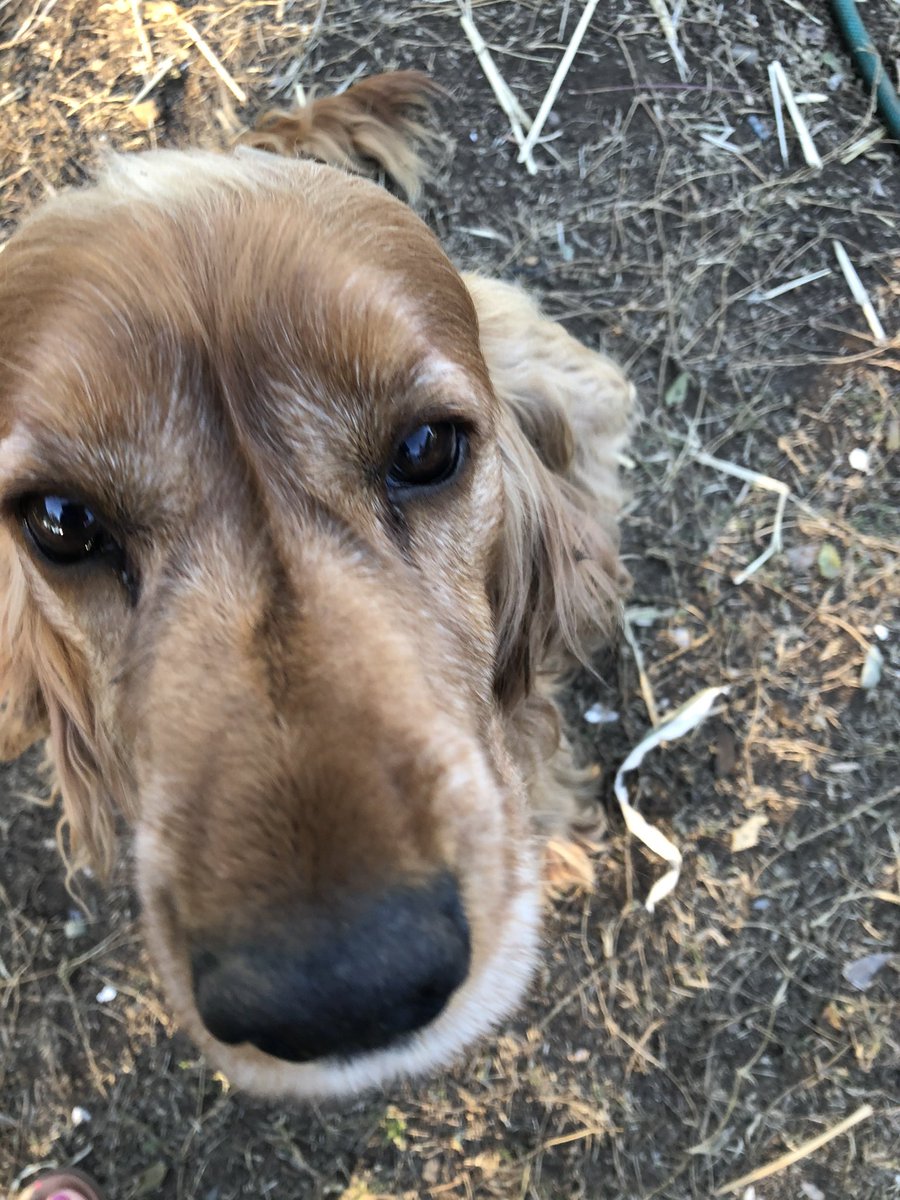 sarahjcasey's tweet photo. Max, my friend. #doglyfe #farmspaniel https://t.co/OPbPzGGG09