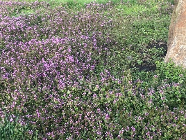 “Everything want to be loved. Us sing and dance and holler, just trying to be loved.”
― Alice Walker, The Color Purple

#radicalselfcare
#radicalselflove
#natureishealing
#daughtersof