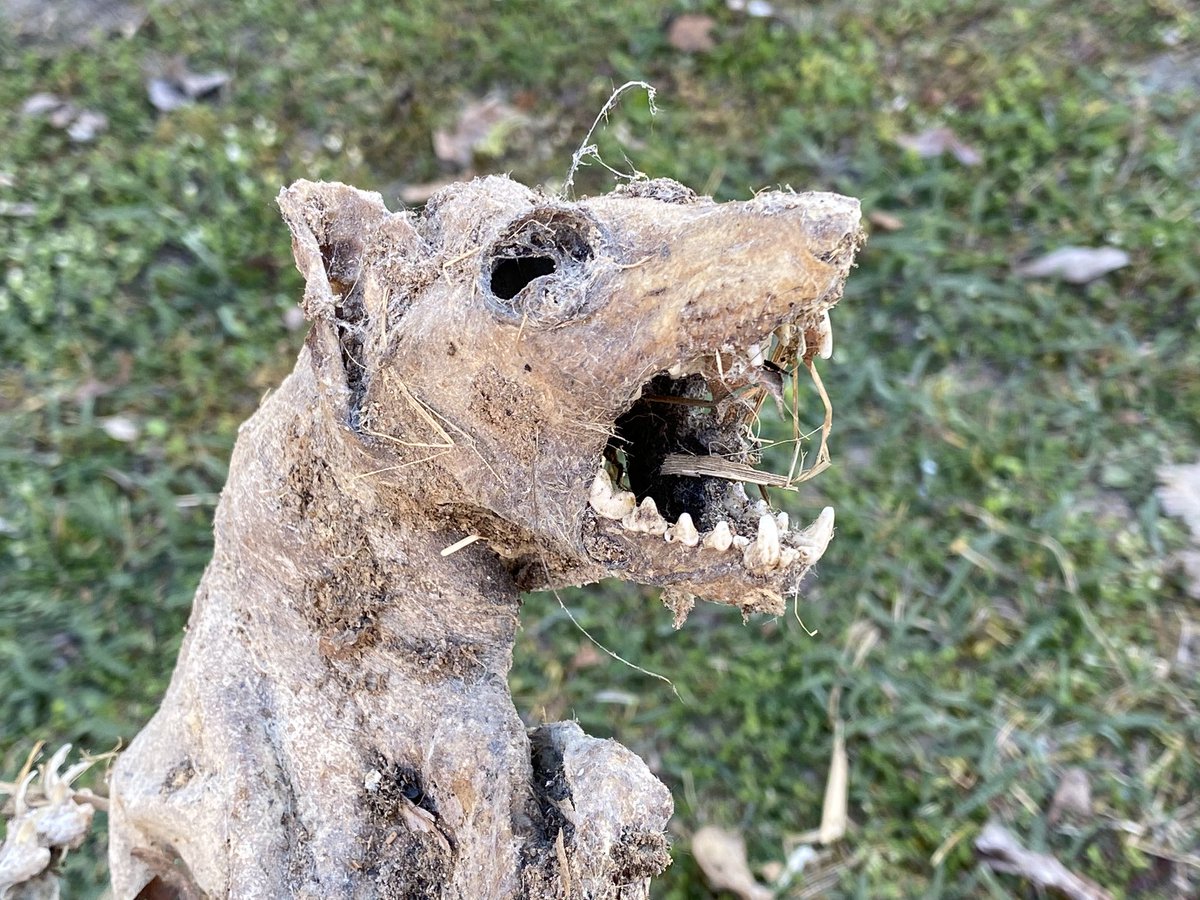Ost__Ton's tweet photo. @StephenKing Hi Stephen, this is my Critter. I found him also in my garden. It’s so sweet. 😂 https://t.co/oC3zJA8vRu