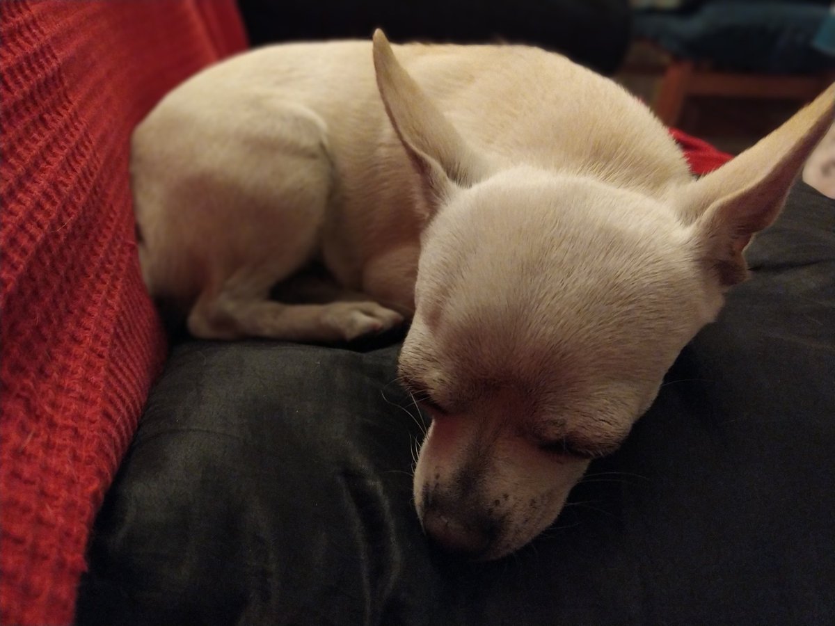 yoliferlo's tweet photo. Zazu 😍 https://t.co/PreyN3RQwn