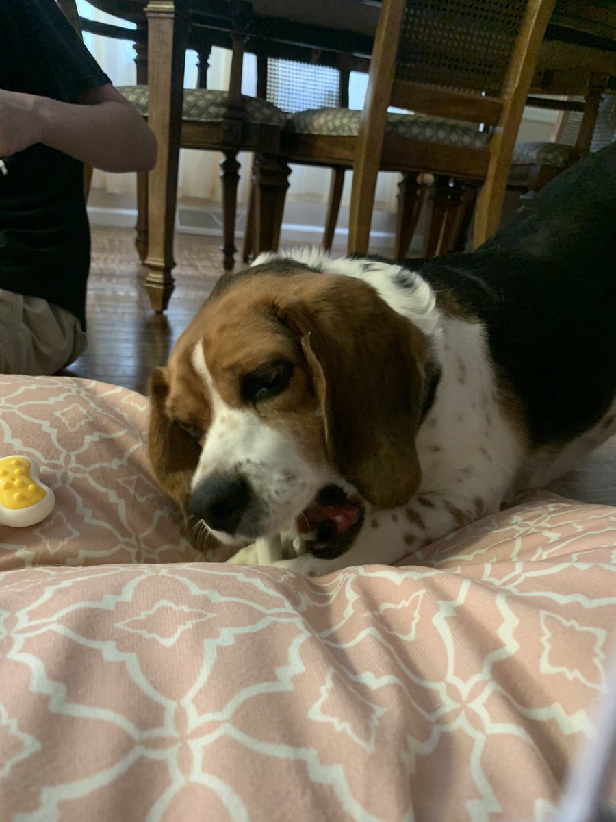 MrsCreamerGIS's tweet photo. It’s a girl! Welcoming Rosie to our family!!! https://t.co/z21fENhJAG