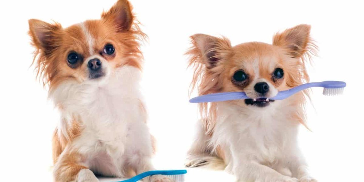 HomePetsVE's tweet image. 5 Pasos Para Cuidar Los #Dientes De Mi #Perro  buff.ly/2H39RlK