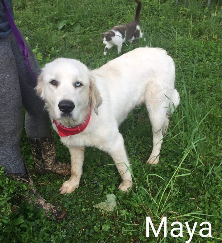 WhiteRiverDog's tweet photo. I can't believe that Maya is still available! 🤩

Maya is a gorgeous Great Pyrenees Mix. 

Read her story on our website and apply to adopt this cutie today!

https://t.co/ejhEvetbcT

#adoptmaya #greatpyrenees https://t.co/32c7d4DRQ2