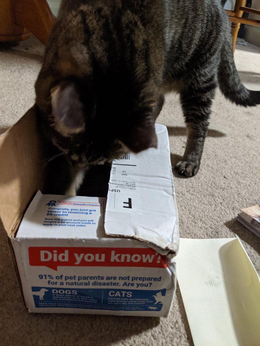 lisa_pecora's tweet photo. Digging for catnip but found a bone instead. 😼 #PetMedsPet @1800PetMeds https://t.co/nu33KWjX6e