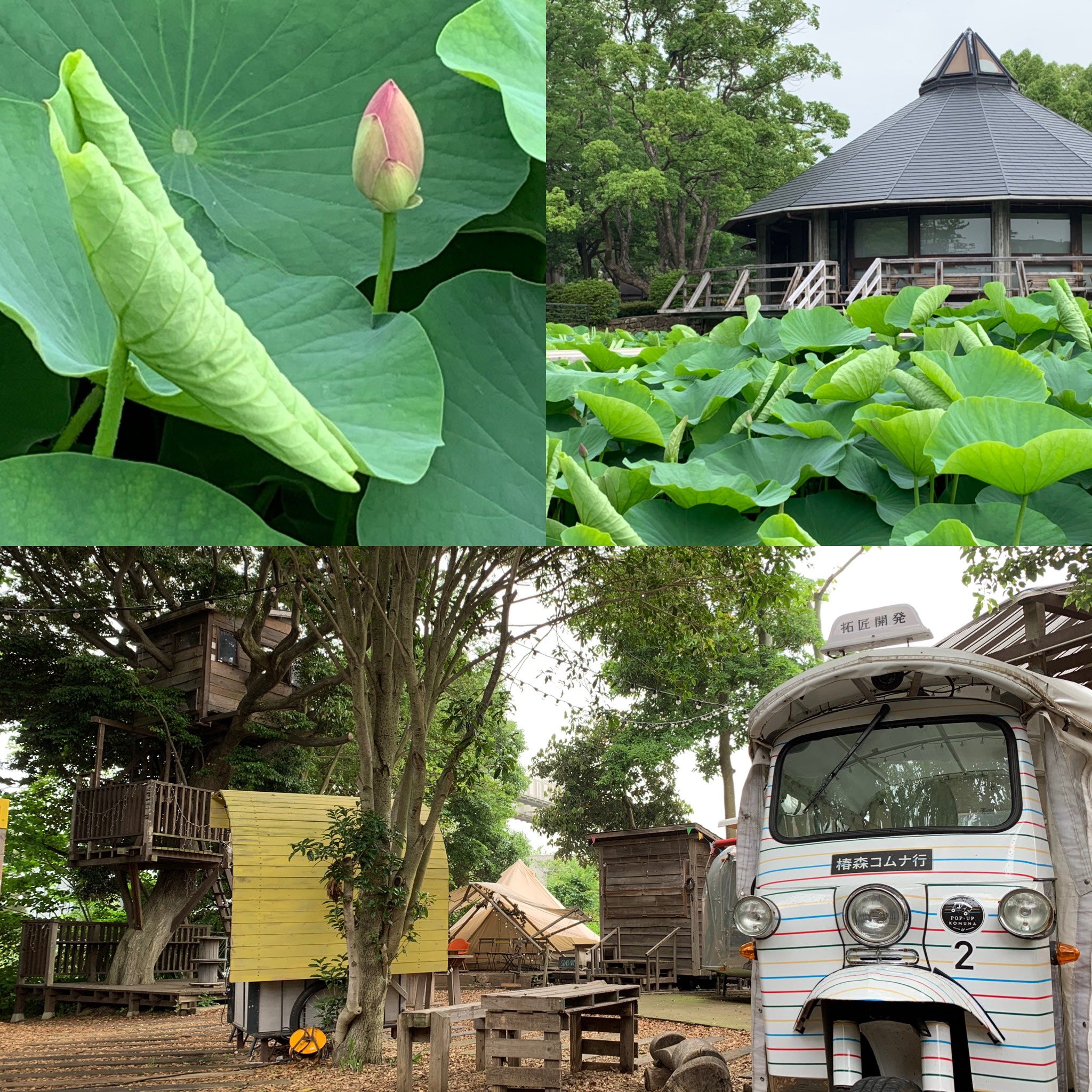 Twitter 上的 椿森コムナ ツリーハウスカフェ 千葉公園すぐそば 風が吹き抜けるオープンスペースへようこそ Tsubakimorikomuna Komuna Chiba Cafe Treehouse Treehouscafe 椿森コムナ コムナ ツリーハウス ツリーハウスカフェ 駅近 駅チカ 駅