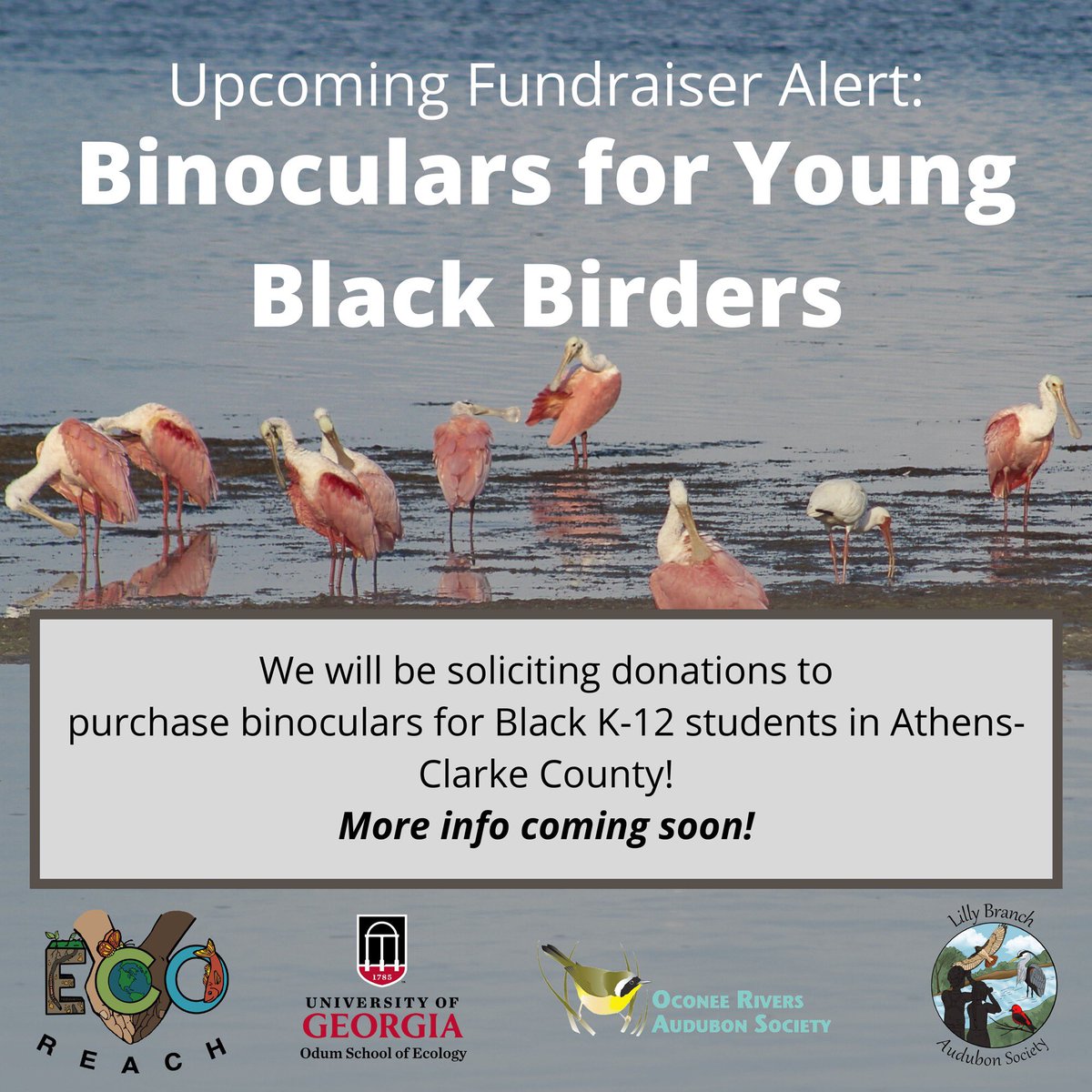 #BecauseOfBlackBirdersWeek I’ve heard so many beautiful stories from my Black online family about their spark birds, their first binoculars, their birding mentors. I never had that as a kid, and so I’ve committed to providing binoculars to Black kids in Athens, GA