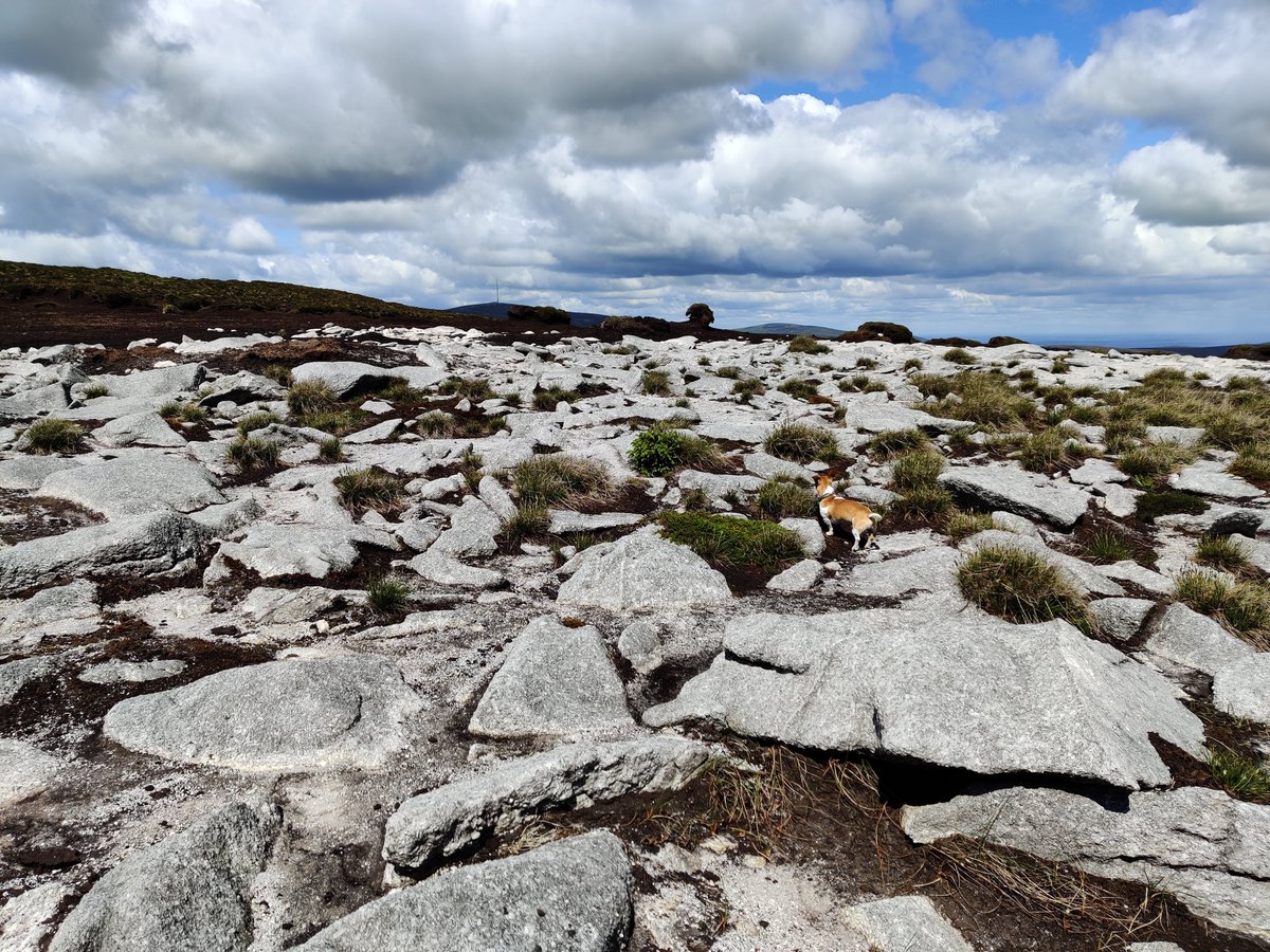 Used the last of the good weather to get the four peaks in, Maulin, Tonduff East, South and North. One upside of the drought was the lunar landscape at the top bog, completely dried out and finished off with some ancient/medieval rock art. #irelandsancienteast #glencree #Wicklow