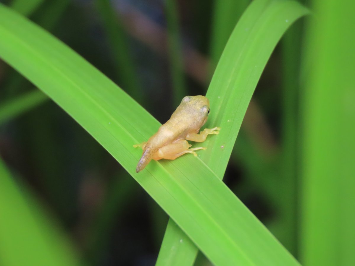 A M Twitter પર 加茂荘花鳥園で金色のカエル 尻尾付き を発見 周りにはちゃんと大人の姿の金色のカエルも数匹 瞳の様子からしてアルビノではないと思うけど この子は変異体かな それとも もともとこういう色の正常な個体なのかな カエル 蛙 金色 変異体