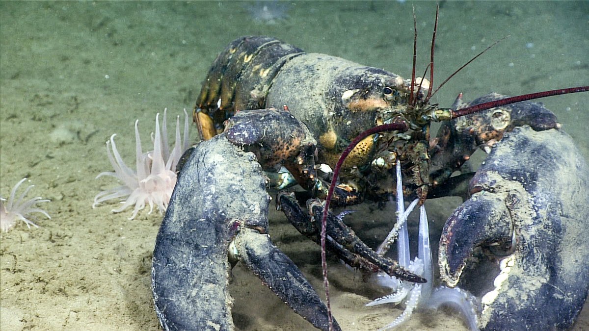 "With protests over racial injustice sweeping the nation and a global health pandemic continuing to threaten the world, one would think the federal administration would have more pressing matters than gutting protections for the ocean." surfrider.org/coastal-blog/e…
#MonumentsForAll