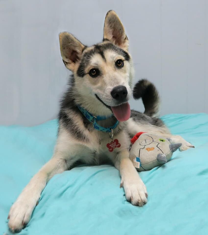 rescueridge's tweet photo. Landon is a wonderful, adult, child, dog friendly, 15 mo Shepherd/Husky mix. Very loving, playful, affectionate &amp; will make a great family dog. Please apply to foster or adopt Landon at https://t.co/17bm2vk4D8 If your app is a match, a volunteer will get back to you within 72 hrs https://t.co/jJ4Gd3SAUK