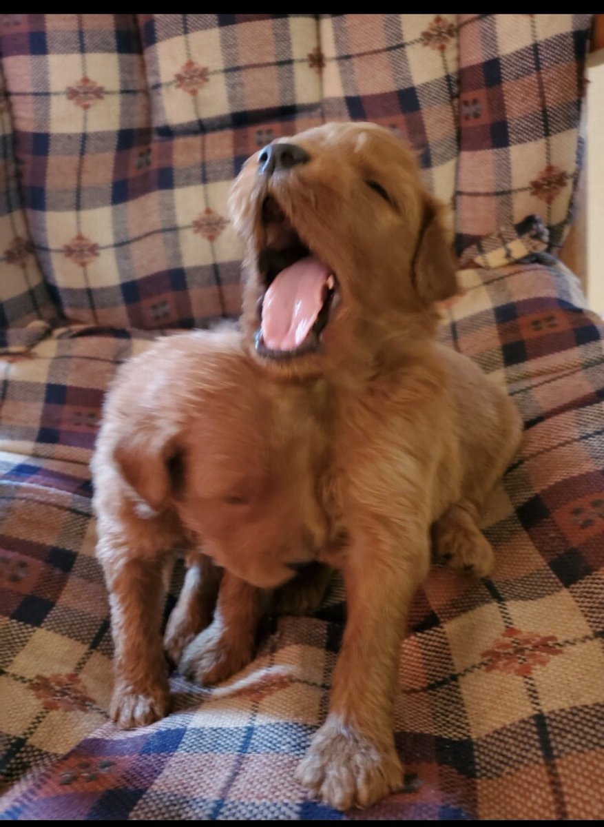 JessCrouse's tweet photo. I just put down a deposit for a puppy and now suddenly my life has meaning again 💜 https://t.co/0xzPAaivzG