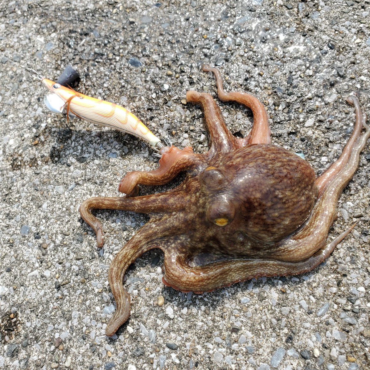 本牧海づり施設 本牧海づり施設
