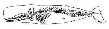 アークナイツのショートカットに出てくる骨みたいなやつ。ロドスアイランドって言われてるけど、明らかにクジラの骨
この世界の海洋生物は信用ならんからなあ 