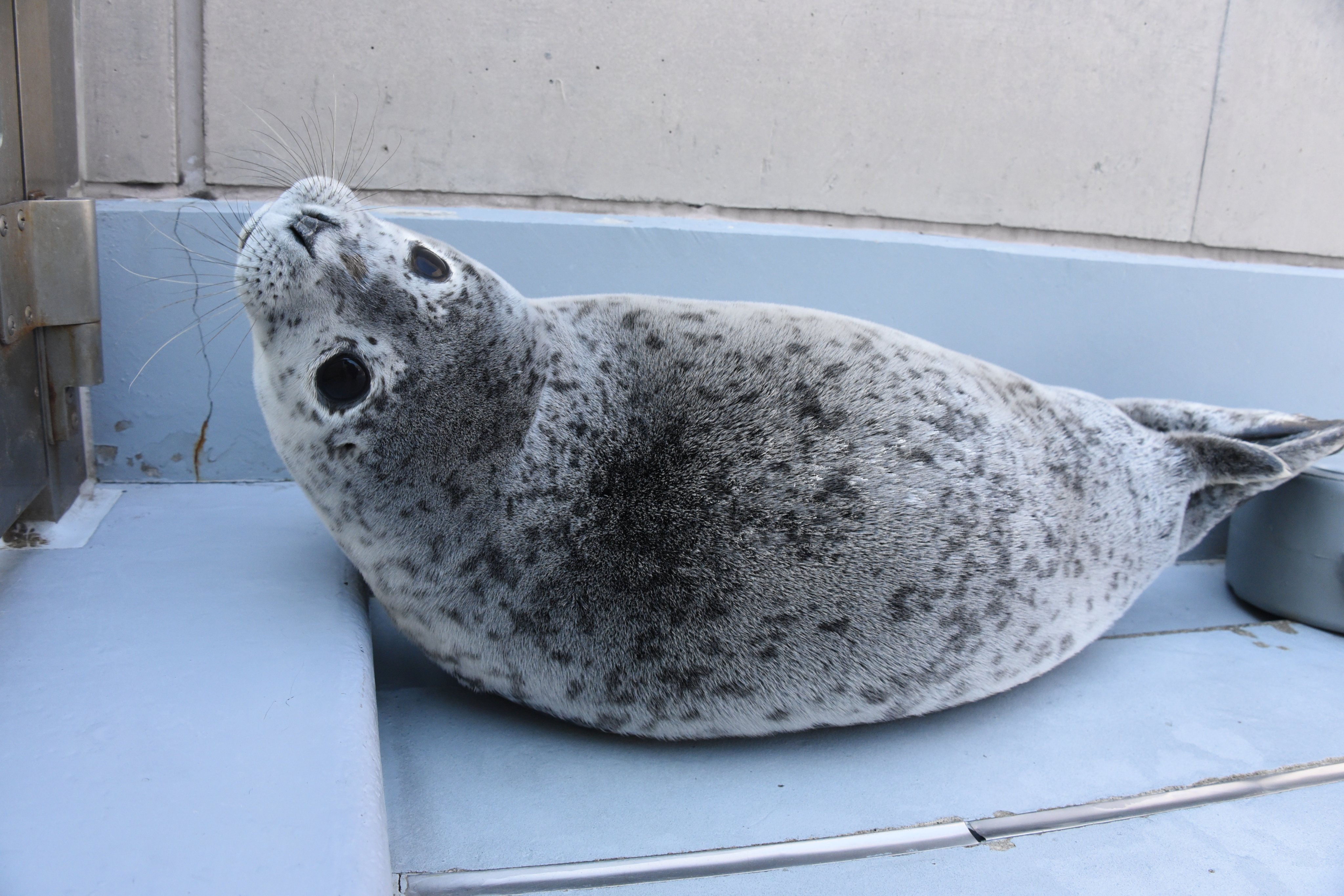 男鹿水族館gao 公式 アザラシ名前投票 今年生まれたゴマフアザラシの赤ちゃんの名前投票を行います ４つの名前候補の中から良い思う名前に投票お願いします 名前はgaoのスタッフが考えました 名前の理由もツリーに書いているので是非ご覧